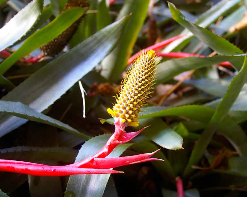 Aechmea pineliana var. Pineliana - has red bracts and yellow flowers